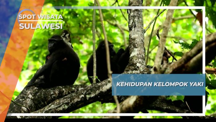 Jantan Alpha Sang Pemimpin Kelompok Yaki, Tangkoko Sulawesi 