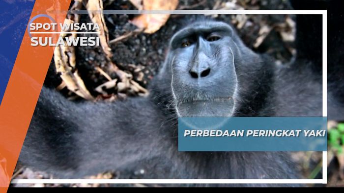 Perbedaan Peringkat Yaki Dalam Kelompok, Tangkoko Sulawesi
