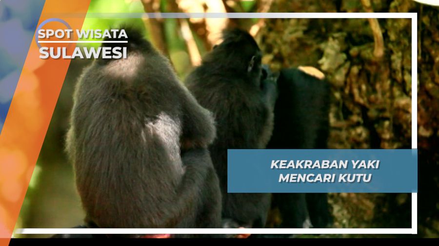 Tidur dan Mencari Kutu, Aktifitas Favorit Para Yaki, Tangkoko Sulawesi