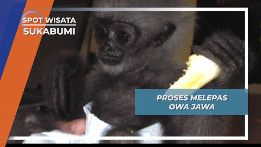 Saar, Owa Jawa Mandiri yang Siap Kembali ke Alam Liar, Sukabumi