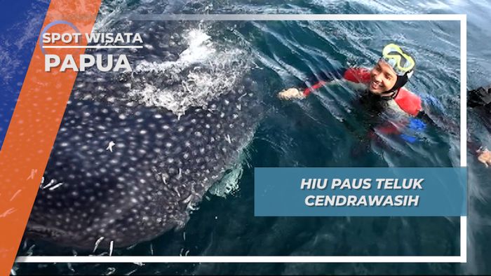 Berinteraksi Dengan Hiu Paus Teluk Cendrawasih Papua