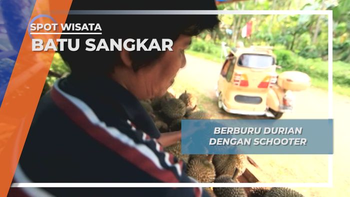 Manis dan Gurihnya Durian Asli Tanah Datar Batu Sangkar Sumatera Barat