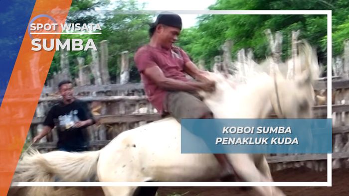 Menjinakkan Dengan Menungganginya, Sang Koboi Penakluk Kuda Liar Sumba