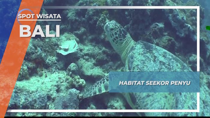 Habitat Langka Nan Rapuh Seekor Penyu Bali
