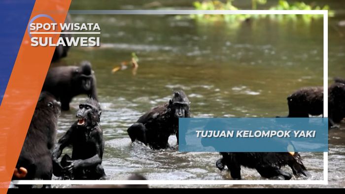 Sungai, Tempat Favorit Para Yaki Untuk Bersenda Gurau, Tangkoko Sulawesi