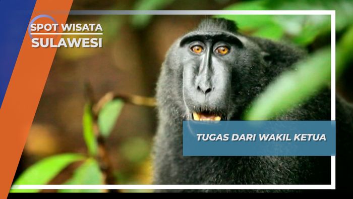 Yaki Si Ekspresif Dari Belantara Tangkoko Sulawesi