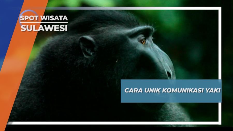 Pamer Taring, Cara Yaki Menggertak Kelompok Lain, Tangkoko Sulawesi