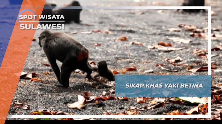 Kontekol, Suara Yaki Betina untuk Berkomunikasi, Tangkoko Sulawesi