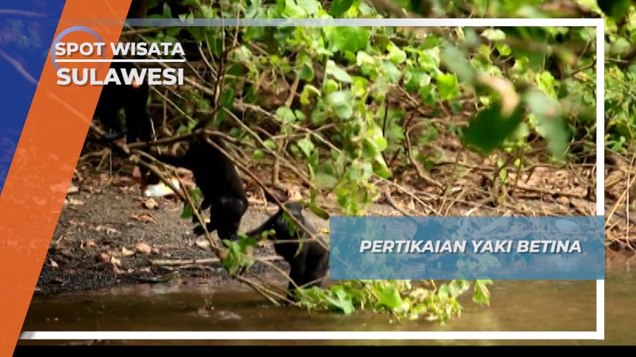 Uhura, Penguasa Yaki Betina Belantara Tangkoko Sulawesi