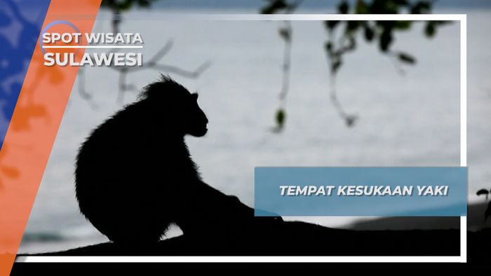 Pohon Tidur, Tempat Para Yaki Lelap Dipeluk Malam, Tangkoko Sulawesi