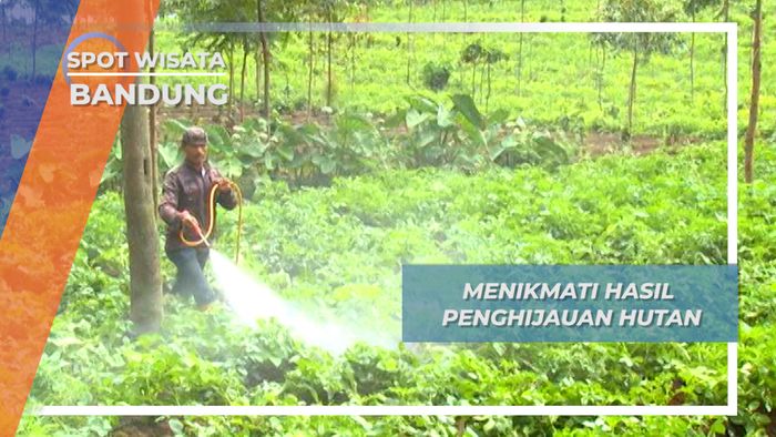 Penghijauan Membawa Berkah Dari Mata Air Situ Cisanti Bandung