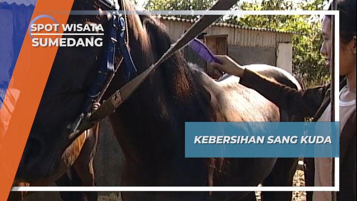Perawatan Sang Kuda Renggong Sumedang