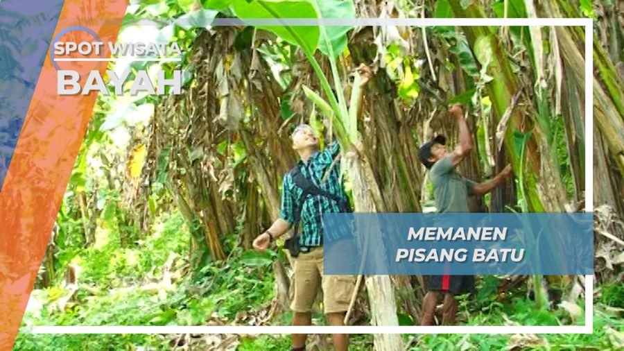 Rayuan Gombal ala Pisang Batu dari Bayah Lebak Banten