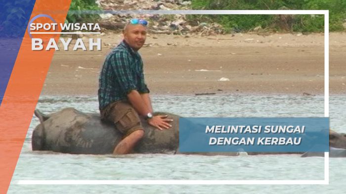 Menyeberangi Sungai Bayah Bersama Sekawanan Kerbau di Lebak Banten