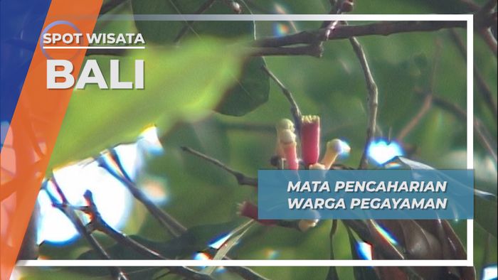 Mata Pencaharian Warga Desa Pegayaman, Buleleng, Bali