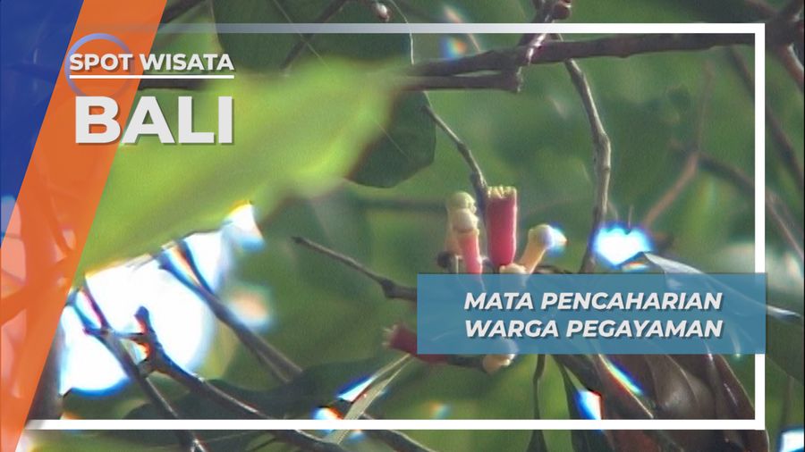 Mata Pencaharian Warga Desa Pegayaman, Buleleng, Bali