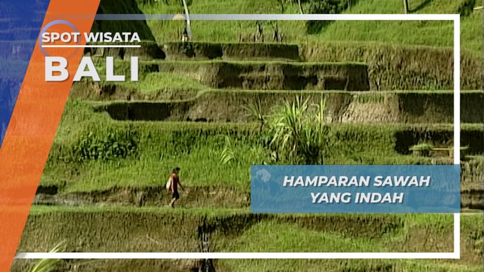 Hamparan Sawah yang Hijau, Pemandangan Indah di Ubud, Bali