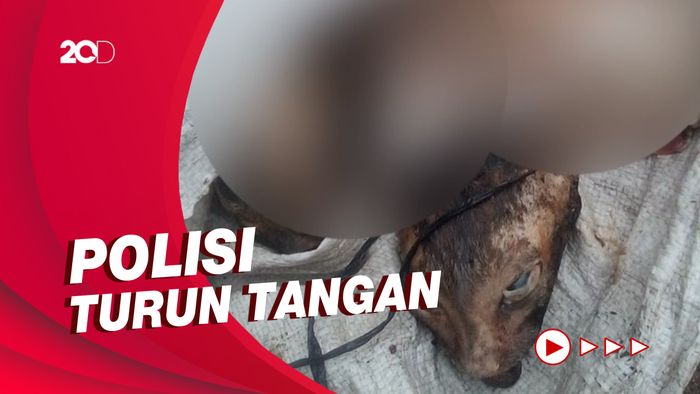 Viral Kucing di Medan Dikuliti dan Dipotong Kepalanya