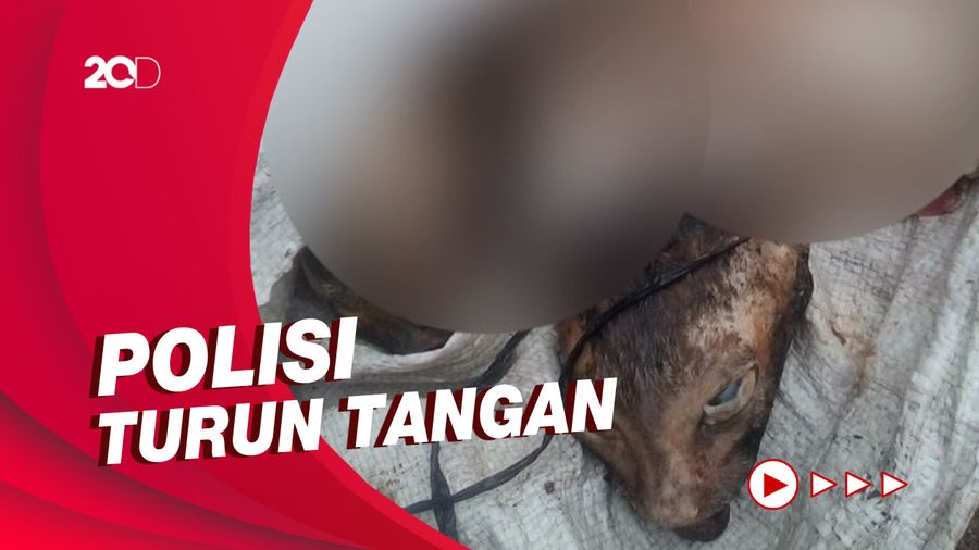 Viral Kucing di Medan Dikuliti dan Dipotong Kepalanya