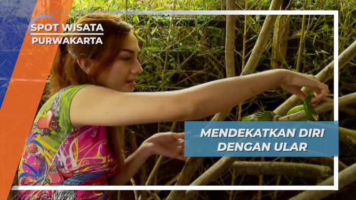 Kandang Ular Penari Jaipong Purwakarta