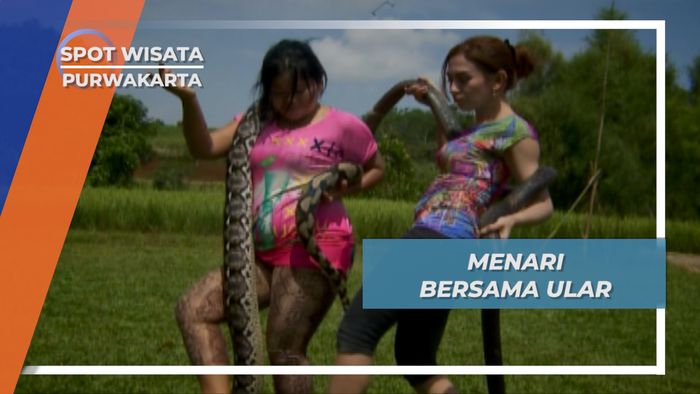 Belajar Menari Jaipong Bersama Ular Purwakarta
