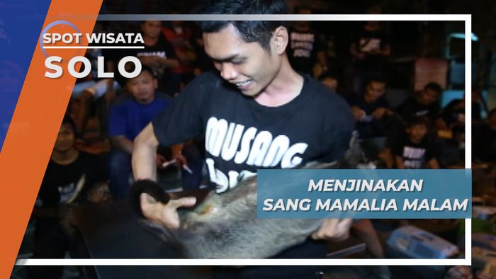Sang Mamalia Malam Yang Harus Dipelihara Sejak Kecil Agar Jinak di Kota Solo