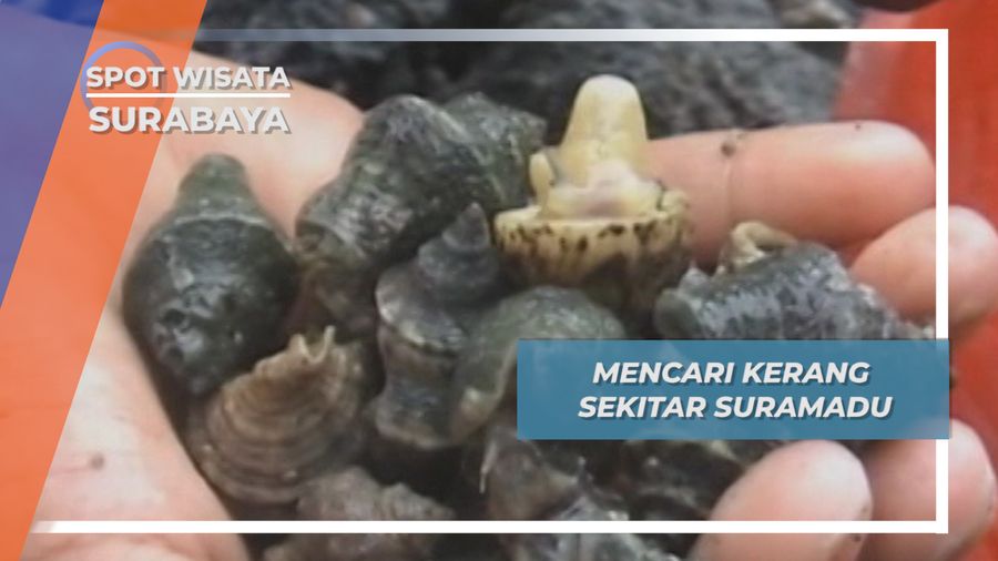 Mencari Kerang Sekitar Jembatan Suramadu Surabaya