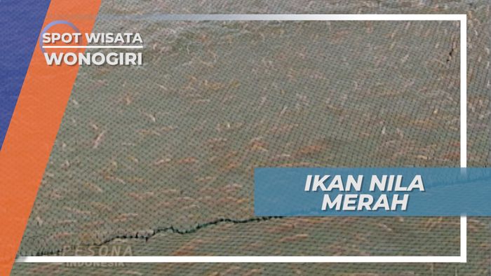 Ikan Nila Merah Air Tawar Waduk Gajah Mungkur Wonogiri