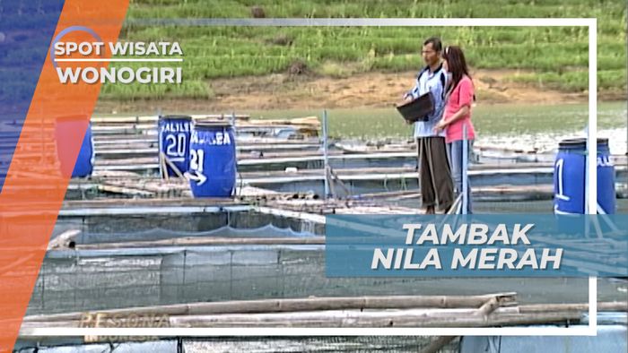 Tambak Nila Merah Waduk Gajah Mungkur Wonogiri