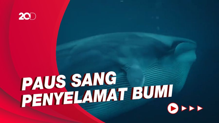 Fakta di Balik Alasan Mengapa Paus Harus Dilindungi