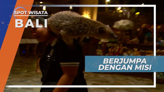 Jumpa Fans Bersama Misi, Binturong Kelahiran Bali