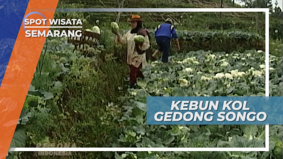 Kebun Kol Menemani Perjalanan ke Gedong Songo Ungaran Semarang