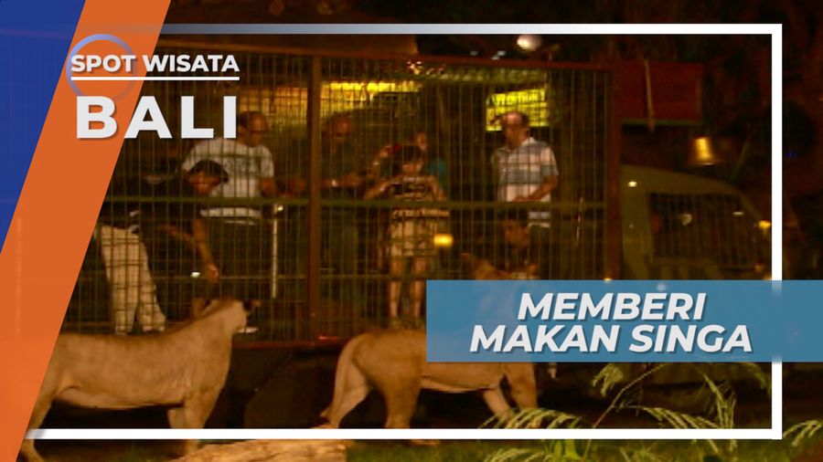 Memberi Makan Malam Singa Bali