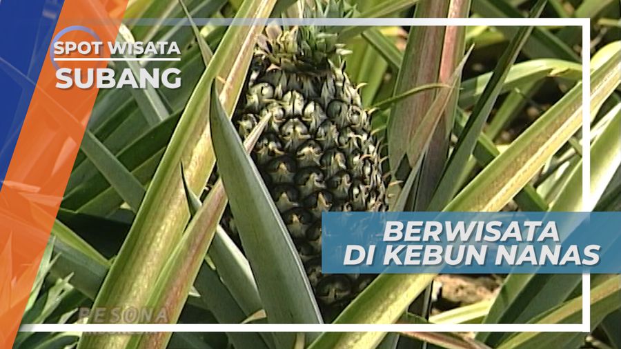 Kebun Nanas Agrowisata Subang