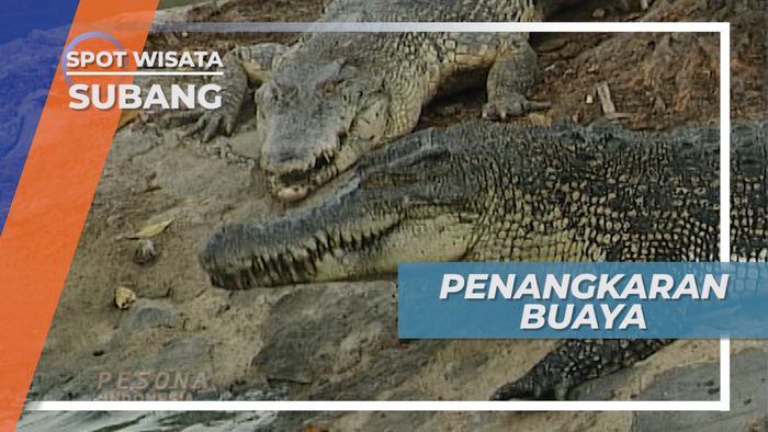 Wanawisata Blanakan, Penangkaran Buaya Subang Jawa Barat