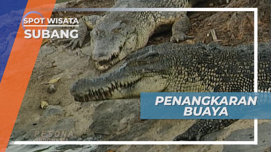 Wanawisata Blanakan, Penangkaran Buaya Subang Jawa Barat