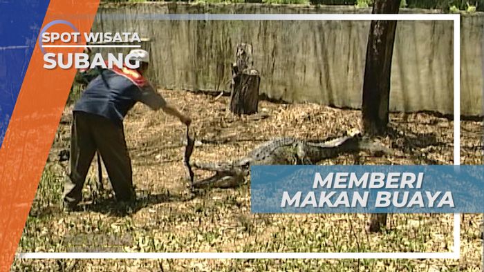 Walau Menakutkan, Buaya Juga Diberi Makan Bebek Wanawisata Blanakan Subang