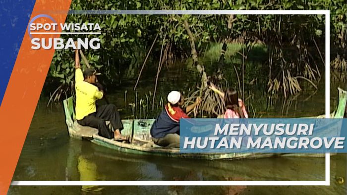 Menyusuri Hutan Mangrove Blanakan Subang