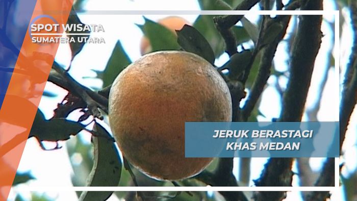 Jeruk Medan Asli Berastagi Sumatera Utara