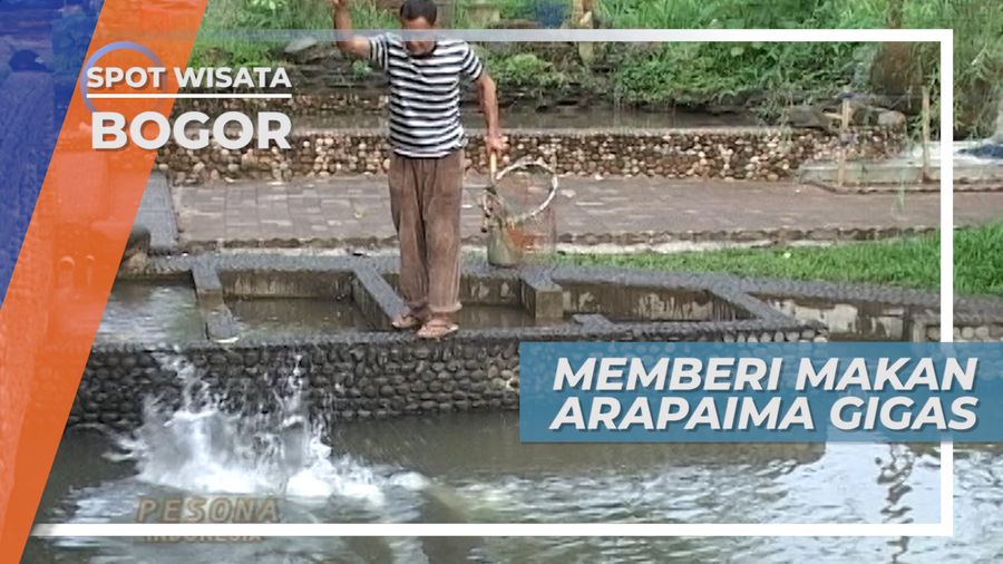 Memberi Makan Arapaima Gigas Asal Amazon di Taman Wisata Tajur Bogor