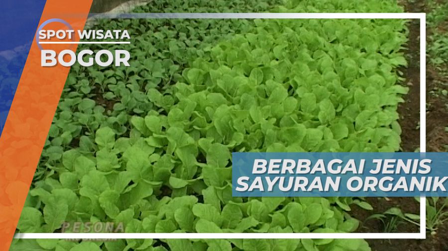 Aneka Sayuran Organik Cisarua Puncak Jawa Barat