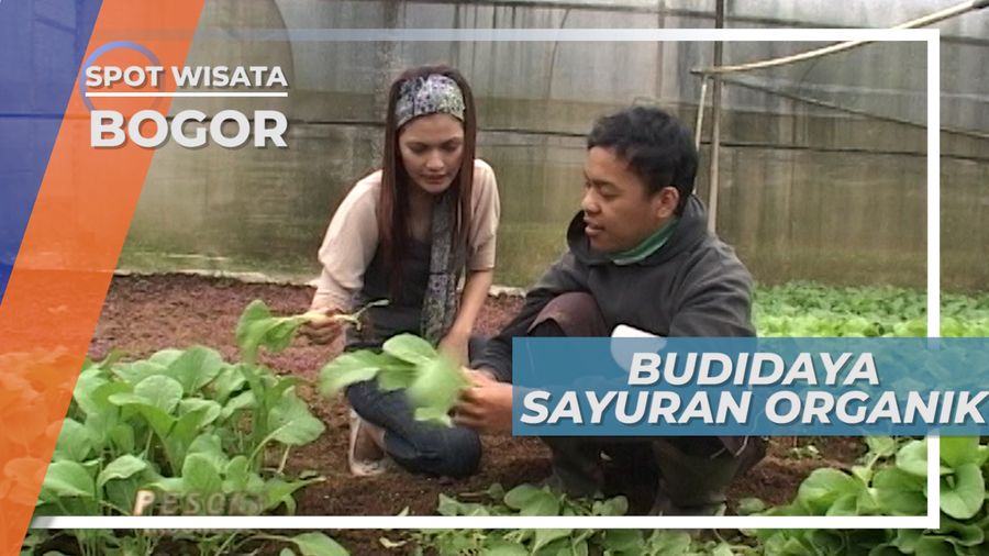 Budidaya Sayuran Organik Menggunakan Greeh House di Cisarua Puncak Jawa Barat
