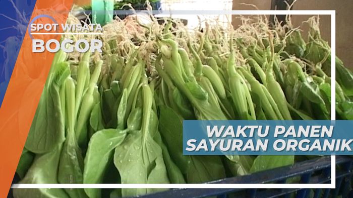 Panen Sayuran Organik Cisarua Puncak Jawa Barat
