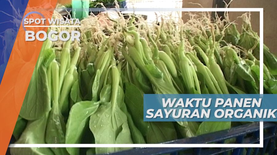 Panen Sayuran Organik Cisarua Puncak Jawa Barat