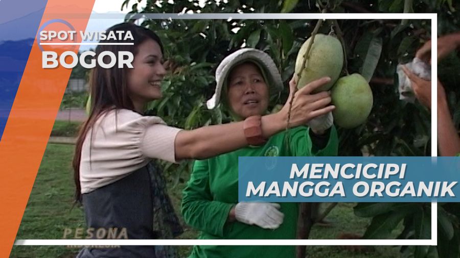 Mencicipi Mangga Organik Bogor 