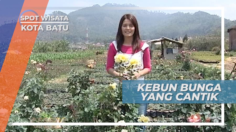 Harum nan Cantik, Berbagai Jenis Mawar Ditanam di Kebun ini, Kota Batu