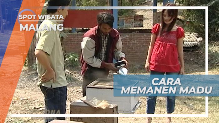 Ada Teknik Khusus Lho Agar Memanen Madu Tidak Disengat Lebah, Malang