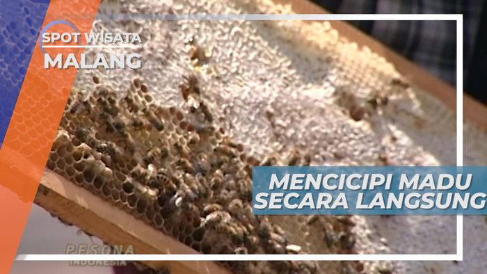Sensasi Mencicipi Madu Langsung Dari Sarangnya, Malang