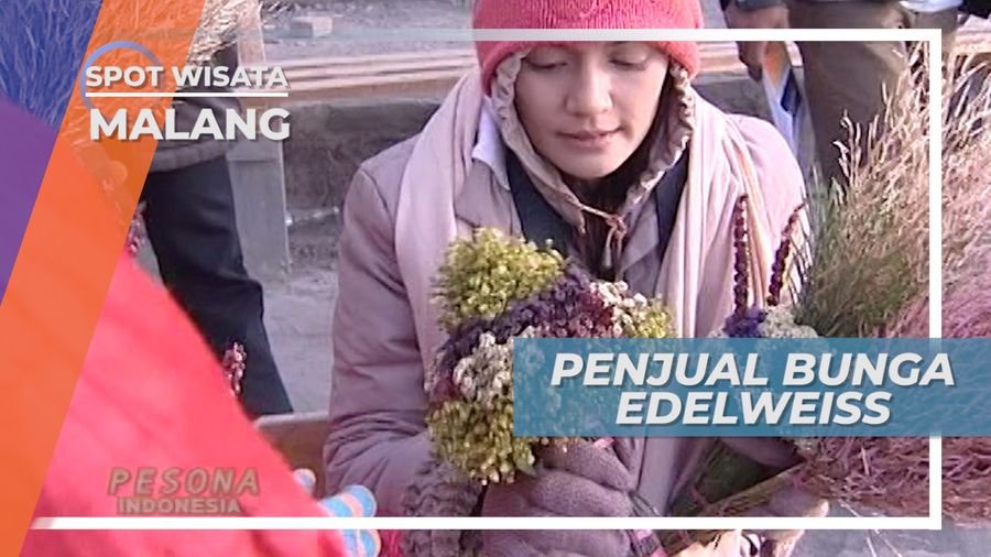 Penjaja Bunga Edelweiss di Puncak Gunung Bromo, Jawa Timur