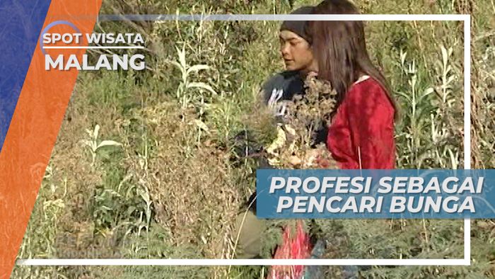 Mencari Edelweiss Menjadi Mata pencaharian Warga Sekitar Bromo, Jawa Timur